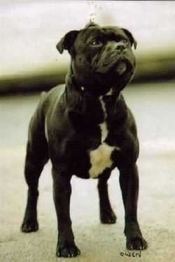 Valglo Lancer | Staffordshire Bull Terrier 