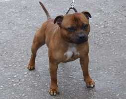 Jagsstaff St Elmos Fire | Staffordshire Bull Terrier 