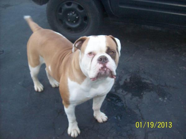 Penny Pincher Bulger | American Bulldog 