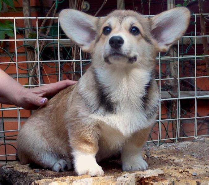 Beli Breit Glory Pride | Pembroke Welsh Corgi 