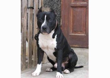 BUFFALO Truans | American Staffordshire Terrier 