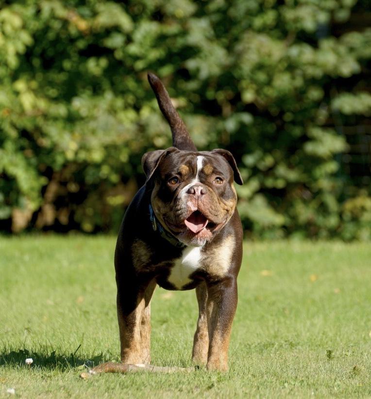 Blue Bay Bulls RoadKing | Olde English Bulldogge 