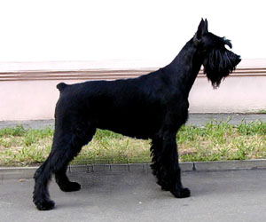 Rus Asterschvarc Feit | Giant Schnauzer 