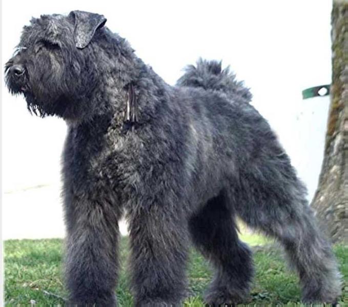 UDJHY DU CLOS DE LA LUETTE | Bouvier des Flandres 