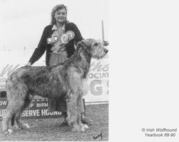 Hydebeck Harmane | Irish Wolfhound 