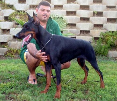 Athena di Casa Margot | Black Doberman Pinscher