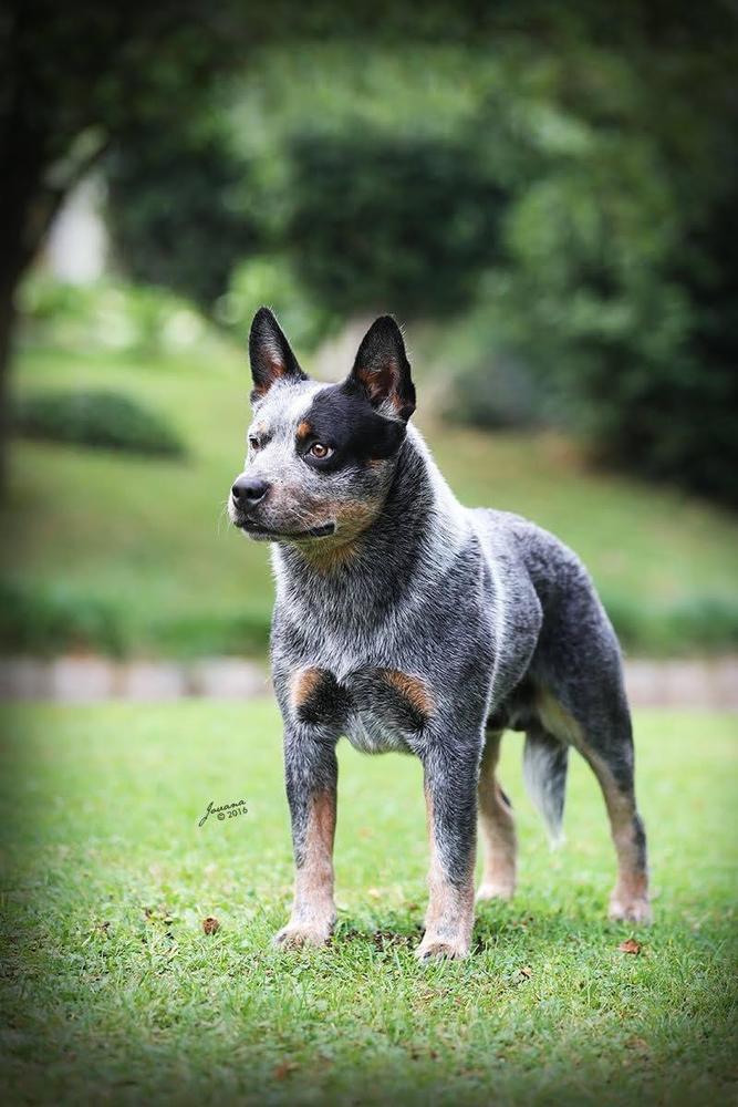 Banana Bender Duke Of Edinburgh | Australian Cattle Dog 