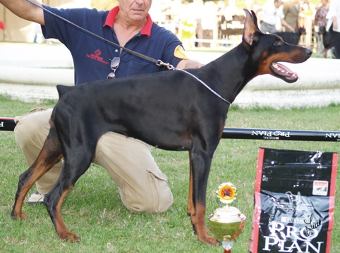 Cheyennegrim dei Sauli Grimaldi | Black Doberman Pinscher