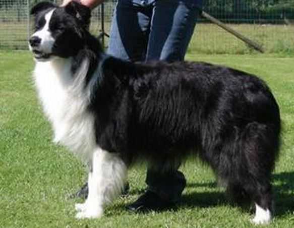 Jessomine Showi Ozskite | Border Collie 