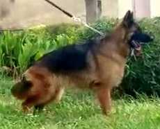 Liza Elkhodari kennel | German Shepherd Dog 
