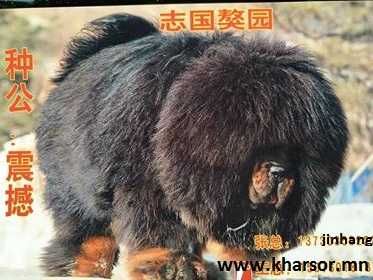 Jinhang | Tibetan Mastiff 
