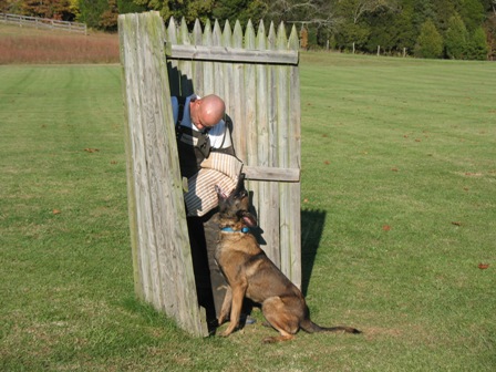 F'Sting van de Utadreef | Belgian Malinois 