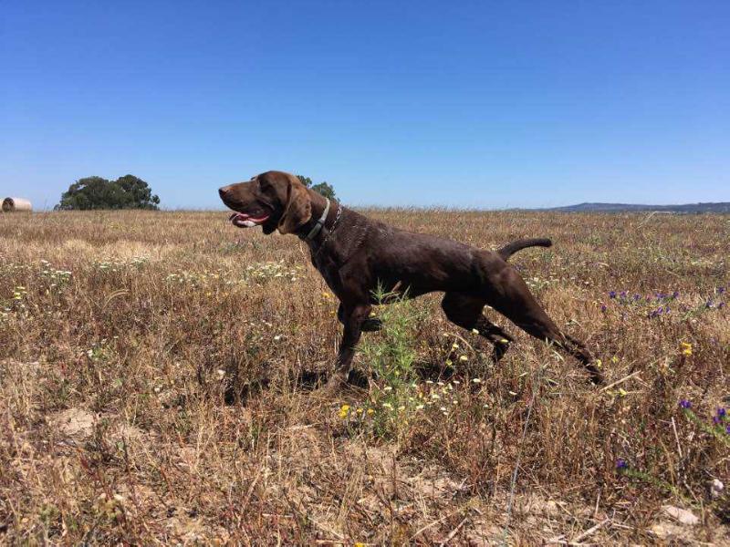 Lua D'Alenventos | German Shorthaired Pointer 