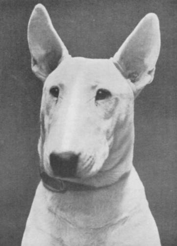 Mitsu Dannebrog | Bull Terrier 