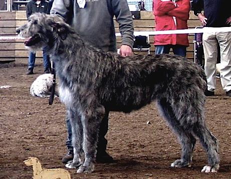 Abbyroad of Treacka's Garden | Irish Wolfhound 