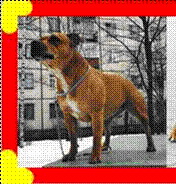 Biorkezund Aglaja | Staffordshire Bull Terrier 