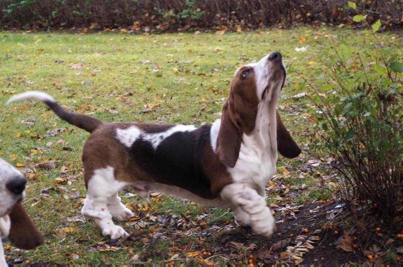 Myrpytten's Bendic Olaus | Basset Hound 