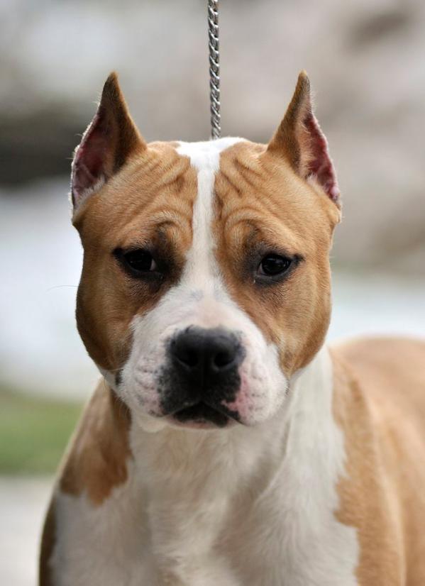 Campus Dei Sierra | American Staffordshire Terrier 