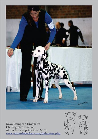 Zagreb Encore | Dalmatian 