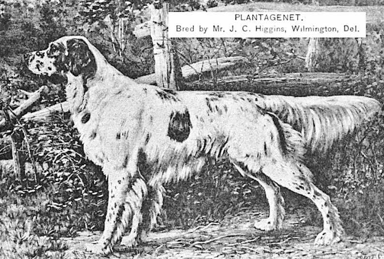 Plantagenet (Mr. J. C. Higgins, Wilmington, Del) | English Setter 