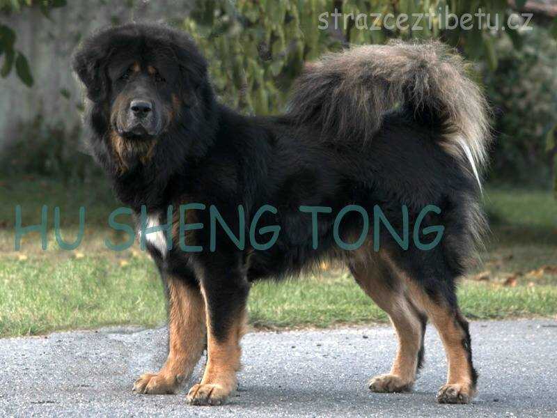 Hu Sheng Tong | Tibetan Mastiff 