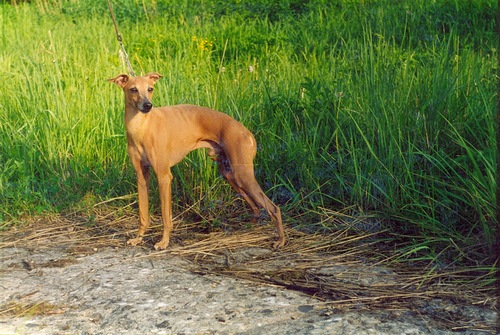 PINOCCHIO di SAN FELICHE | Italian Greyhound 