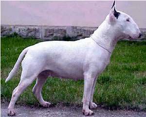 Savannah Of Canterbury | Bull Terrier 