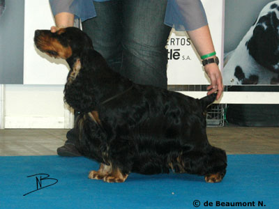 Utopia de Piedra Tres Cuadernas | English Cocker Spaniel 