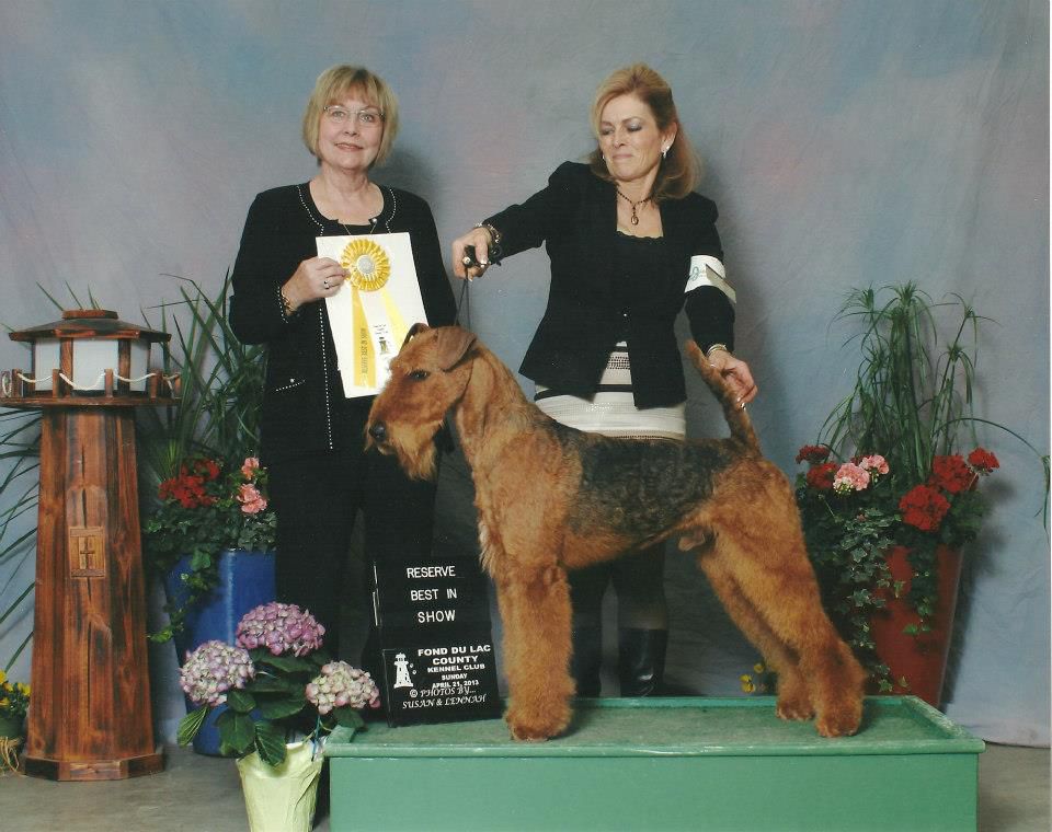 Huntwood's Command Performance of Tobylinn | Airedale Terrier 