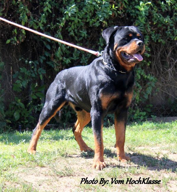 Bruno vom hause blumer | Rottweiler 