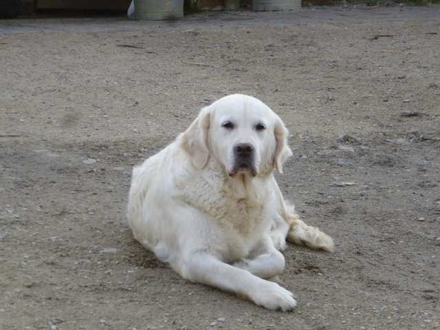 Bountie De La Pierre Aux Leux | Golden Retriever 