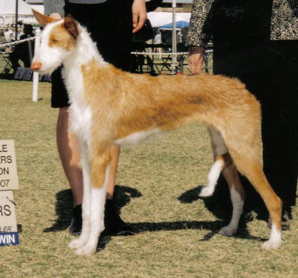 Distinctions Roses Are Red | Ibizan Hound 
