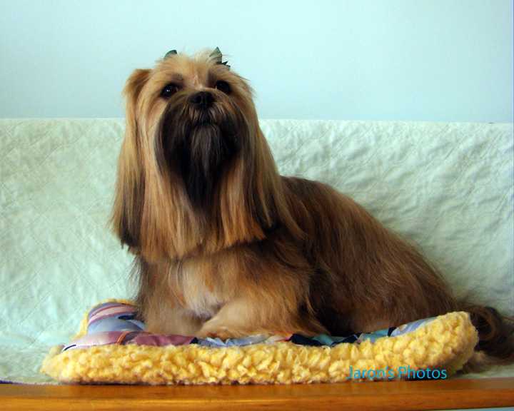 Lamel R D Saphira | Lhasa Apso 