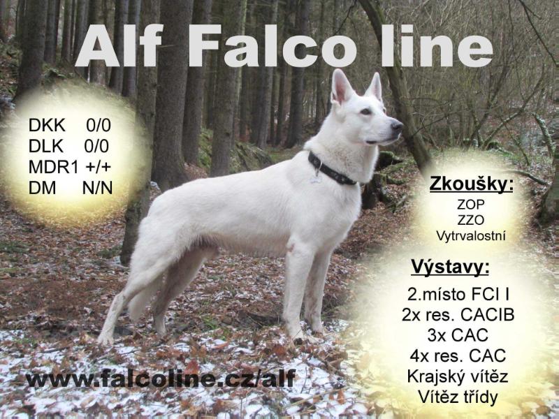 Alf Falco line | White Swiss Shepherd Dog 