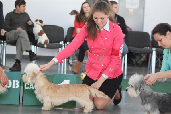 Dariant Bertitta Mi Estrella | Dandie Dinmont Terrier 