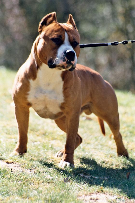 Son of Bullit du Val d'Arijan | American Staffordshire Terrier 
