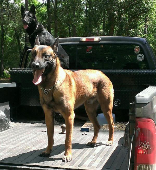 B Cyco Des Chiens Masque Noir | Belgian Malinois 