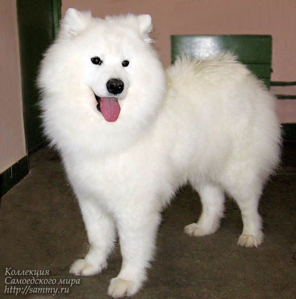 Rassvet Arktika | Samoyed 