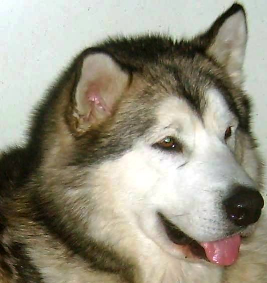 REQUEST Huk Amarok | Alaskan Malamute 