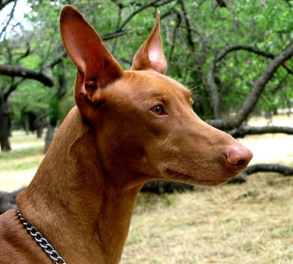 Litlar'S Niju Araur | Pharaoh Hound 