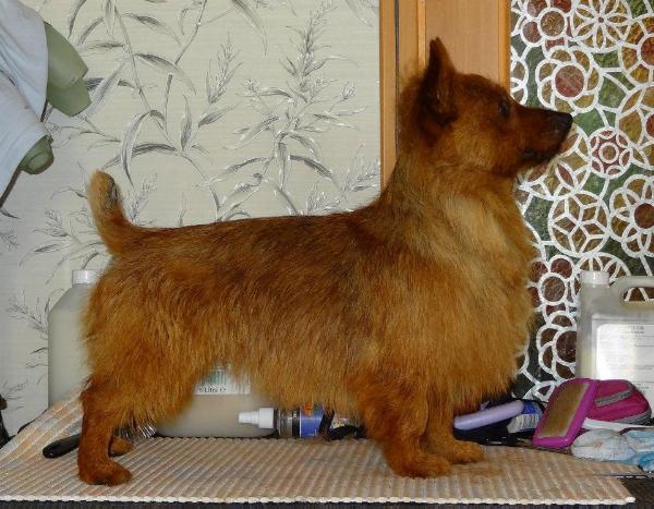Outbackred's   Thaddeus | Australian Terrier 