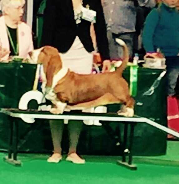 SWEDE SUN'S ERINA (IMP SWE) | Basset Hound 