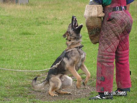 Kiroc vom Braunschweiger Wappen | German Shepherd Dog 