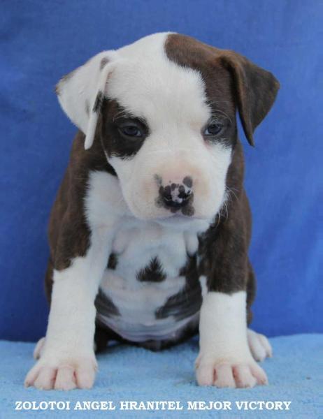 ZOLOTOI ANGEL HRANITEL MAJOR VICTERY | American Staffordshire Terrier 