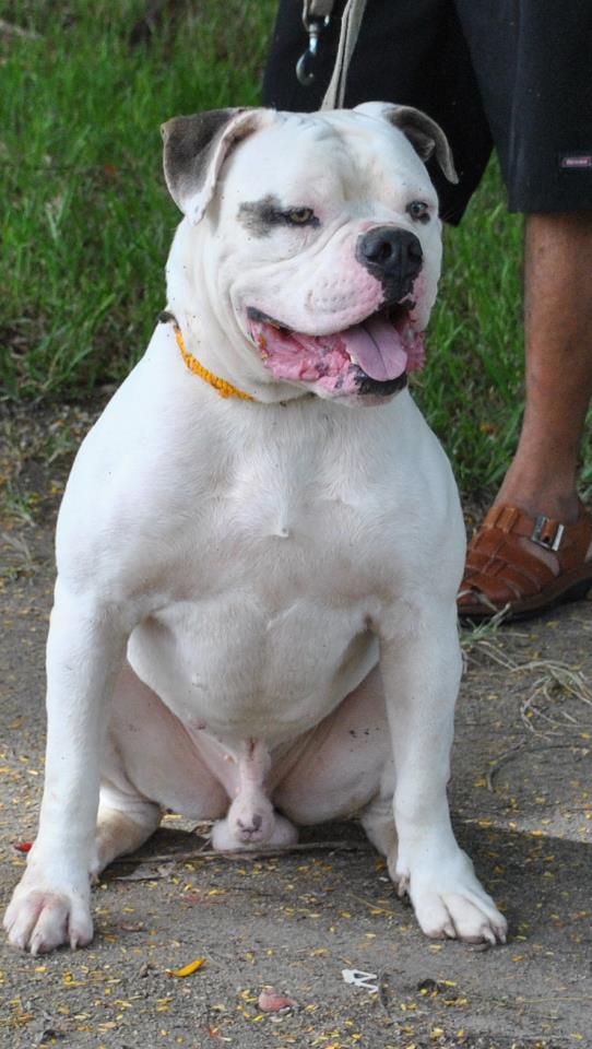 EBK's Son Of Sin | American Bulldog 