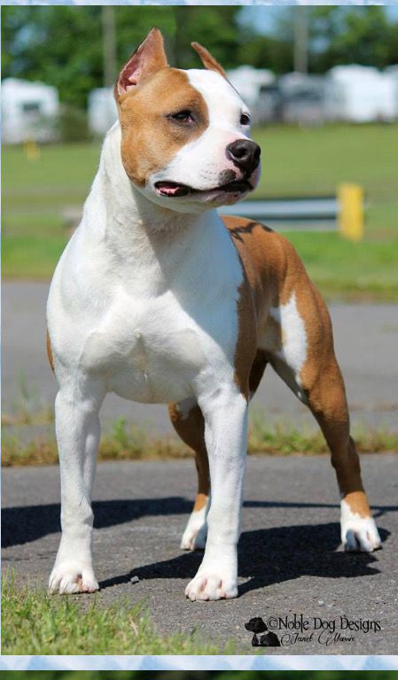Storytime N Wonderland's MMM MMM Good | American Staffordshire Terrier 