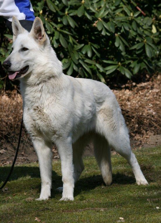 Mia vom Lützelbacher Land | White Swiss Shepherd Dog 