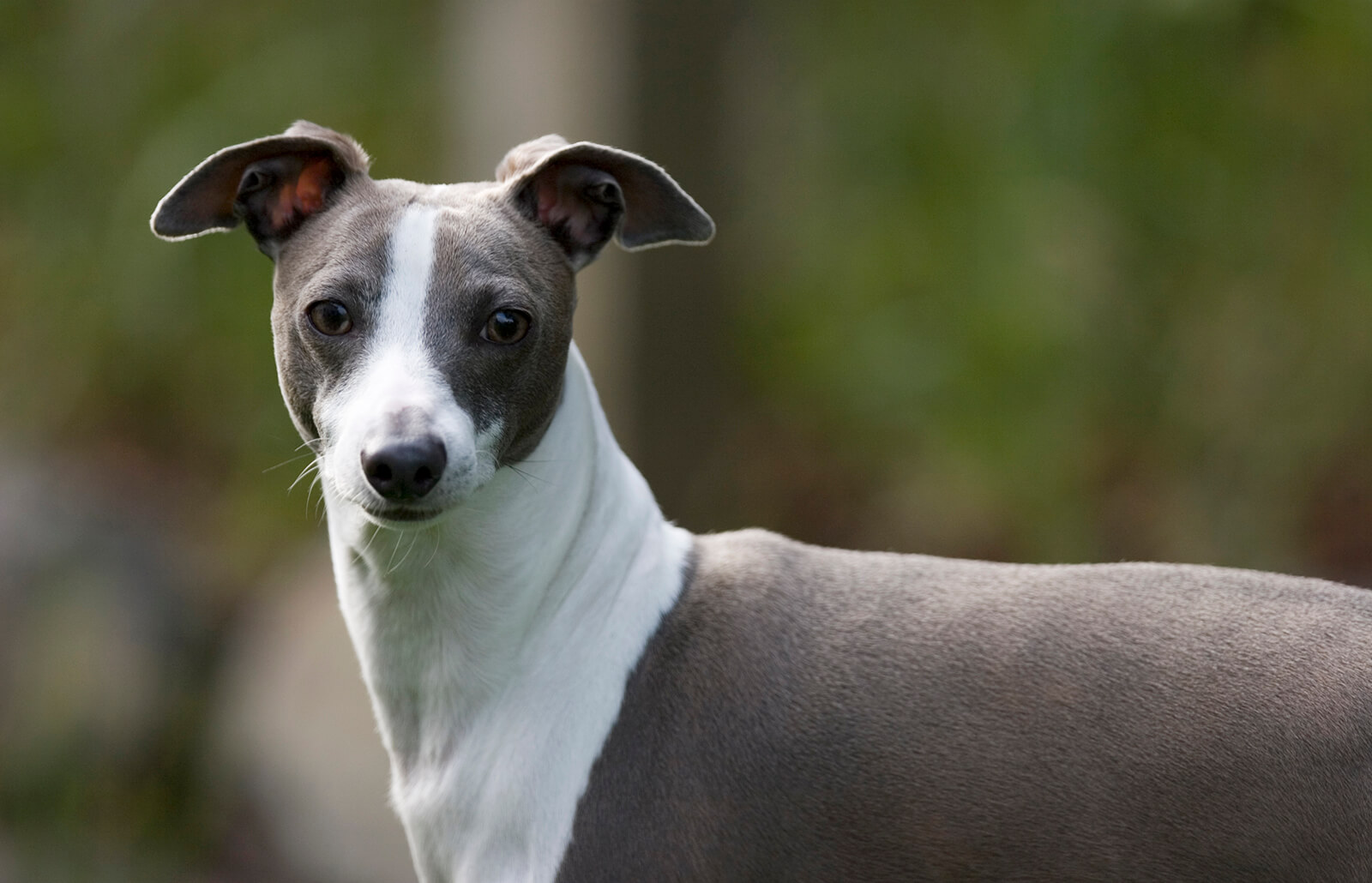 Italian Greyhound