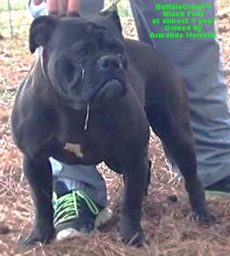 BuffaloCreek's Black Foot | Olde English Bulldogge 