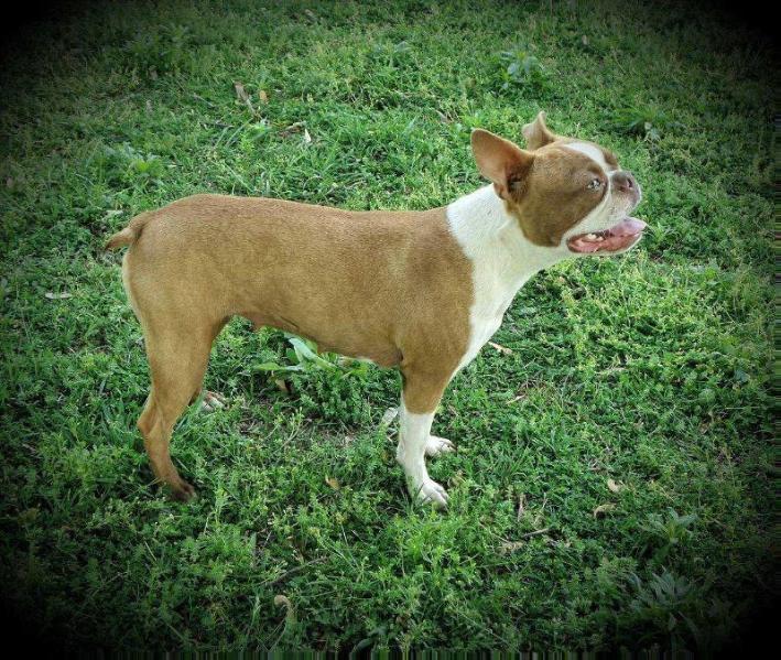 Just Because Rosie | Boston Terrier 